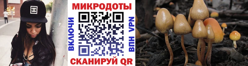 Галлюциногенные грибы Psilocybe Избербаш